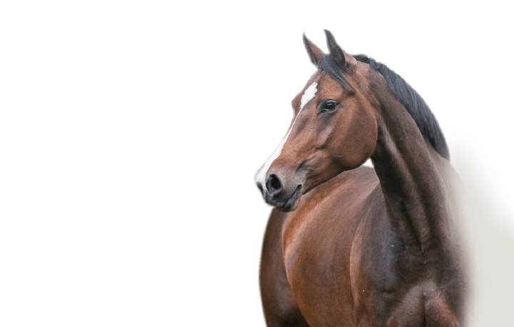 bild hoeveler sortiment pferdefutter getreidefrei neu